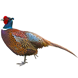 Jumbo Ringneck